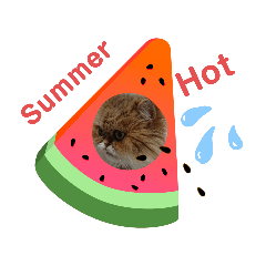 [LINEスタンプ] 家のねこ 夏物語