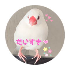 [LINEスタンプ] 白文鳥のしろちゃんのコメント