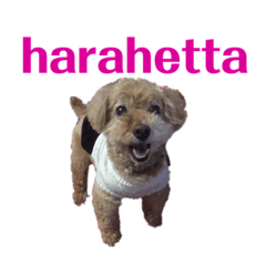 [LINEスタンプ] かわいいわんころちゃん