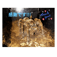 [LINEスタンプ] 蜘蛛さんのスタンプ