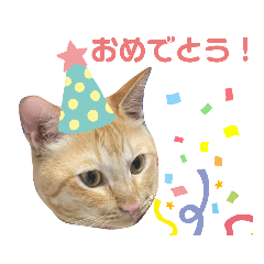 [LINEスタンプ] うちのねこ、こはく君