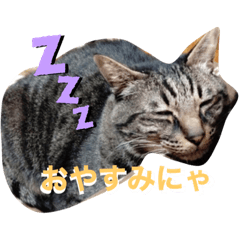 [LINEスタンプ] 飼い猫ちょこちゃん