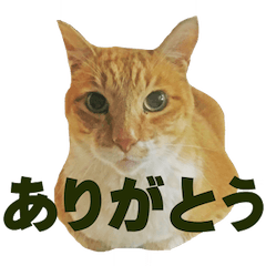 [LINEスタンプ] チャチャ1