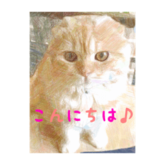 [LINEスタンプ] 猫の日常的あいさつ！