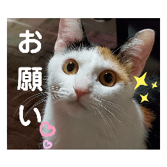 三毛猫ちゃんモアナ3