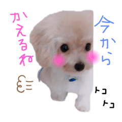 [LINEスタンプ] 赤ちゃんプードルのラテちゃん2