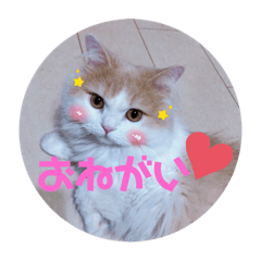 [LINEスタンプ] ミヌエット☆ぷりんくん