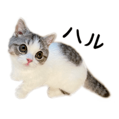 [LINEスタンプ] 短足子ねこハルのスタンプ
