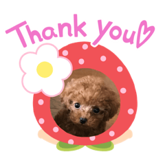[LINEスタンプ] トイプーぷりんの日常言葉