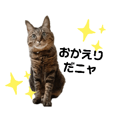 [LINEスタンプ] ゆるにゃんこ☆