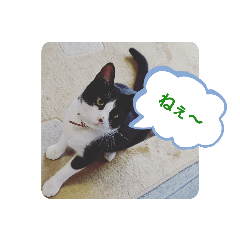 [LINEスタンプ] ねこねこね2