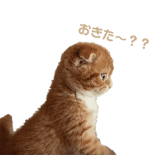 [LINEスタンプ] わが家のちゃすけ君