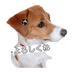 [LINEスタンプ] ジャックラッセルテリア✩.*˚ユキ