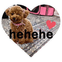 [LINEスタンプ] プードルフジの毎日(英語)