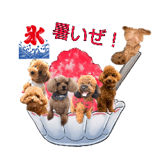 [LINEスタンプ] トイプー大好き癒しの部屋記念スタンプ3