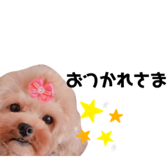 [LINEスタンプ] 藤本家のわんこたち