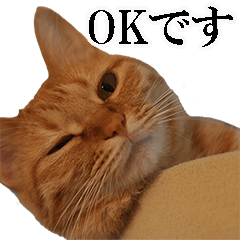[LINEスタンプ] もふもふ茶トラ猫