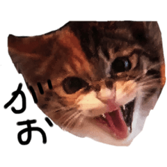 [LINEスタンプ] がおの日常