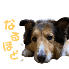 [LINEスタンプ] シェルティ♡リキ2
