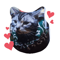 [LINEスタンプ] うちのきゃわいい猫