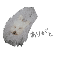 [LINEスタンプ] びあちゃんすたんぷ