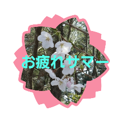 [LINEスタンプ] 可愛いあいさつ♡