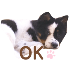 [LINEスタンプ] 雑種犬 じろまる