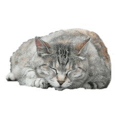 [LINEスタンプ] いぬちゃん、ねこちゃん
