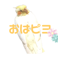 [LINEスタンプ] オカメインコの紅丸