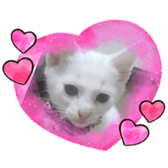 [LINEスタンプ] 猫スタンプにゃんにゃん