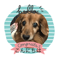 [LINEスタンプ] 愛犬ハッピーくん