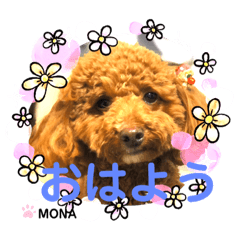 [LINEスタンプ] トイプードル♡もなちゃん♡