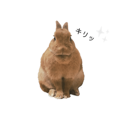 [LINEスタンプ] ぽこさんのスタンプ2