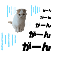 [LINEスタンプ] Olly cat 29