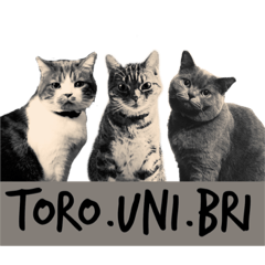 [LINEスタンプ] スットボ家の猫達