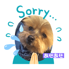 [LINEスタンプ] ぽぽさんのひび。