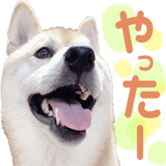 [LINEスタンプ] 柴犬 ももたくん