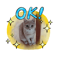 [LINEスタンプ] ほのわんか可愛いねこすたんぷ