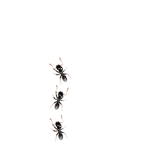 [LINEスタンプ] 画面の上に蟻、