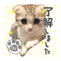 [LINEスタンプ] すー太郎だにゃん