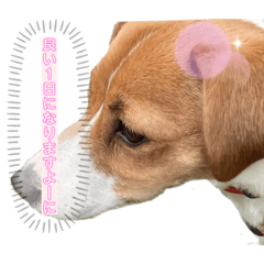 [LINEスタンプ] うちの愛犬ユキ