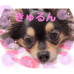 [LINEスタンプ] ポメチワはちみつちゃんスタンプ第4弾