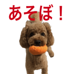 [LINEスタンプ] といぷうどるのあちゃんスタンプ