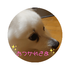 [LINEスタンプ] くぅちゃん✨