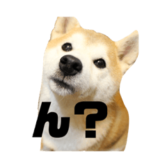 [LINEスタンプ] 犬の名前はカイです2