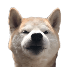 [LINEスタンプ] 犬の名前はカイです.