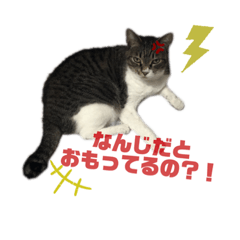 [LINEスタンプ] わんにゃん物語！！