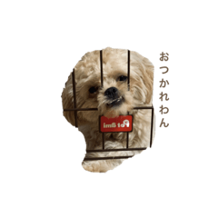 [LINEスタンプ] ムギだよ、時々マロンだよ