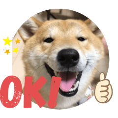 [LINEスタンプ] 柴犬のつむぎです！