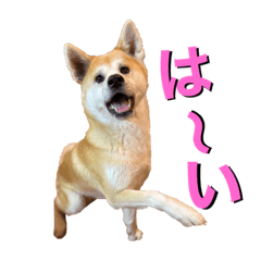 [LINEスタンプ] 秋田犬くりの日常スタンプ(増量版)
